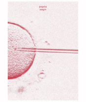 Cover Image: POQUITA SANGRE